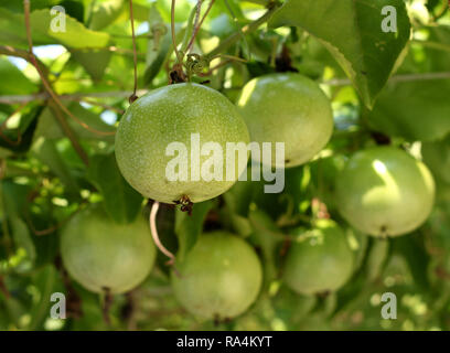 Passion fruit vert Banque D'Images