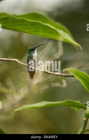 White Emerald torse nu assis sur une branche dans le jardin, les oiseaux de la forêt tropicale des Caraïbes, Trinité-et-Tobago, beau petit colibri, l'avent exotiques Banque D'Images