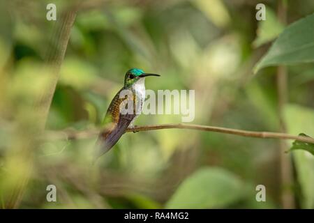 White Emerald torse nu assis sur une branche dans le jardin, les oiseaux de la forêt tropicale des Caraïbes, Trinité-et-Tobago, beau petit colibri, l'avent exotiques Banque D'Images