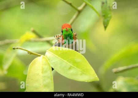 (Lophornis ornatus Coquette touffetées) assis sur des oiseaux, de la direction générale de la forêt tropicale des Caraïbes, Trinité-et-Tobago, belle séance colibri coloré Banque D'Images