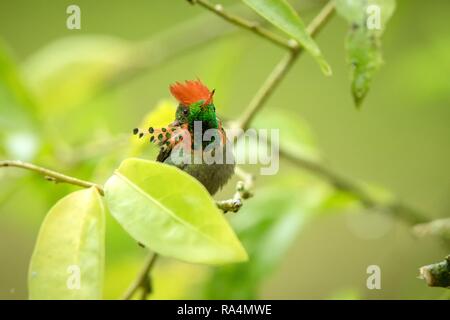 (Lophornis ornatus Coquette touffetées) assis sur des oiseaux, de la direction générale de la forêt tropicale des Caraïbes, Trinité-et-Tobago, belle séance colibri coloré Banque D'Images