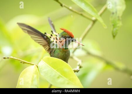 (Lophornis ornatus Coquette touffetées) assis sur des oiseaux, de la direction générale de la forêt tropicale des Caraïbes, Trinité-et-Tobago, belle séance colibri coloré Banque D'Images