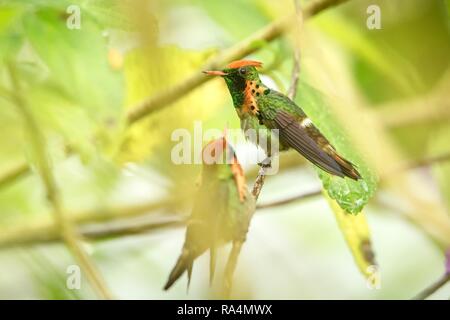 Deux mâles de Coquette (Lophornis ornatus) assis sur des oiseaux, de la direction générale de la forêt tropicale des Caraïbes, Trinité-et-Tobago, belle hummin colorés Banque D'Images