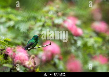 À menton bleu Sapphire assis sur une branche dans un jardin avec fleurs mimosa rose en arrière-plan, l'oiseau de la forêt tropicale des Caraïbes, Trinité-et-Tobago, ti Banque D'Images