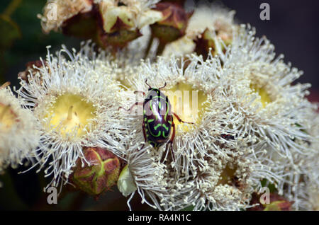 Les autochtones australiens Fiddler Beetle, Eupoecila australasiae, Scarabaeidae, se nourrissant de nectar de fleurs, Angophora hispida Royal National Park Banque D'Images