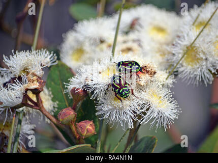 Les autochtones australiens Fiddler Beetle, Eupoecila australasiae, Scarabaeidae, se nourrissant de nectar de fleurs, Angophora hispida Royal National Park Banque D'Images