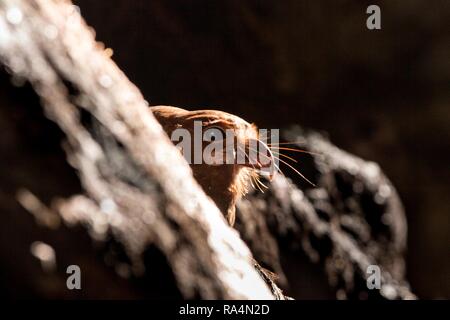 Nocturne intéressante Oilbird ou Guacharo (Steatornis caripensis) dans la grotte sombre, la nidification des oiseaux sur le rock dans son environnement naturel, l'île de Trinité, adve Banque D'Images