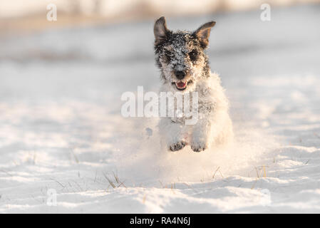 Jack Russell Terrier - mignon petit chien court sur prairie enneigée en hiver Banque D'Images