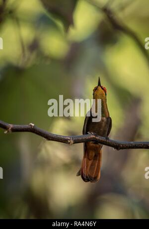 (Chrysolampis mosquitus Ruby topaz) assis sur des oiseaux, de la direction générale de la forêt tropicale des Caraïbes, Trinité-et-Tobago, beau colibri coloré avec vous Banque D'Images