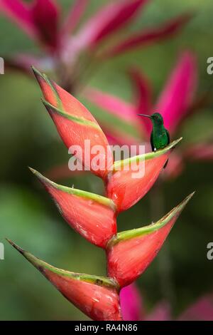 Cuivre (Hummingbird Colibri à croupion) assis et boire du nectar de ses fleurs rouge préféré. Mignon petit oiseau perché sur grand oranger, vert backg Banque D'Images