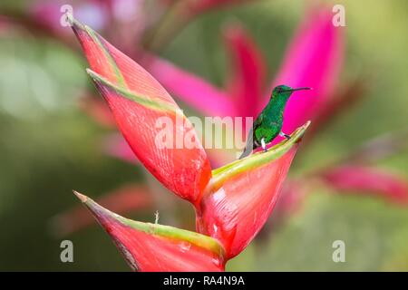 Cuivre (Hummingbird Colibri à croupion) assis sur la fleur rouge. Mignon petit oiseau perché sur big blossom, fond vert, scène de la faune Banque D'Images