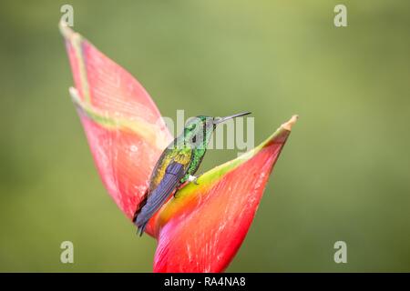 Cuivre Hummingbird Colibri à Croupion Assis Et Boire Du