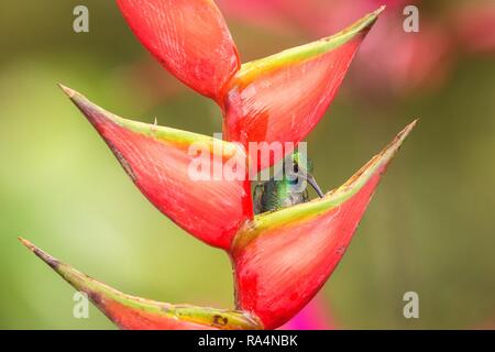 Campyloptère à queue blanche assis sur fleur rouge, des forêts tropicales des Caraïbes, Trinité-et-Tobago, l'habitat naturel, belle hummingbird nectar sucer,col Banque D'Images