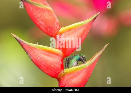 Campyloptère à queue blanche assis sur fleur rouge, des forêts tropicales des Caraïbes, Trinité-et-Tobago, l'habitat naturel, belle hummingbird nectar sucer,col Banque D'Images