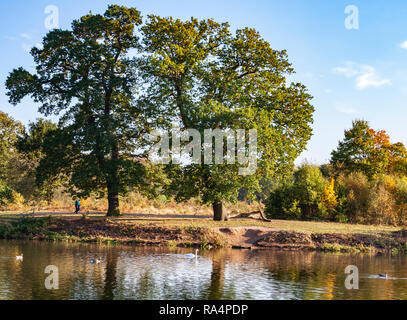 Sur le lac en automne avec des cygnes sur l'eau à Clumber Park, Nottinghamshire, Angleterre Banque D'Images