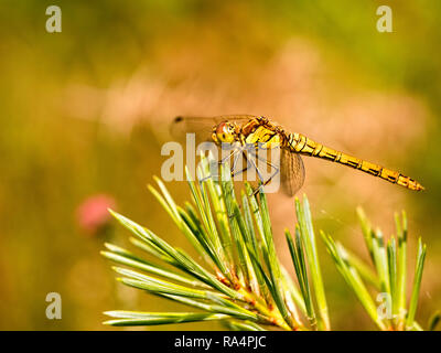 Une femelle Sympetrum striolatum vert (commune) dragonfly prises à Dunyeats Hill nature réserver dans le Dorset Banque D'Images