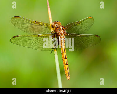 Un Orthetrum coerulescens (Skimmer carénées) à partir de 2013 dans le pèlerin du soleil à Pignal enceinte dans le New Forest Banque D'Images