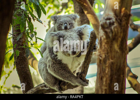 Close up of koala mère avec son enfant sur le dos de sauter entre les arbres en été dans le zoo de Sydney (Sydney, Nouvelle-Galles du Sud, Australie) Banque D'Images