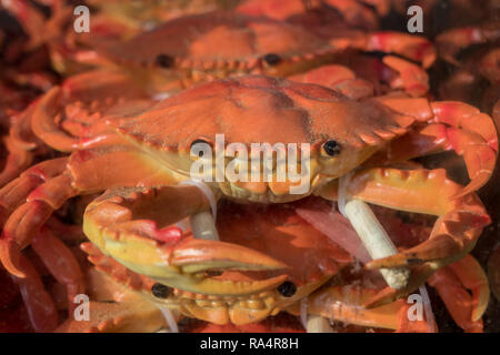 Les crabes en plastique avec du sable dans la street food vendor à Shanghai Banque D'Images