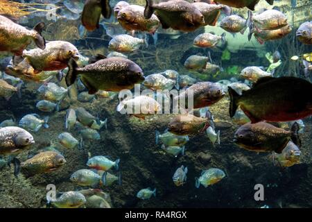 Tropikalne rejonu amazonki Akwarium - roznorodne piranie système ryb w tym aquarium tropical avec mosaïque de nombreuses espèces de poissons colorés à partir de la région amazonienne - pour la plupart des piranhas - dans une fac zoologique Banque D'Images