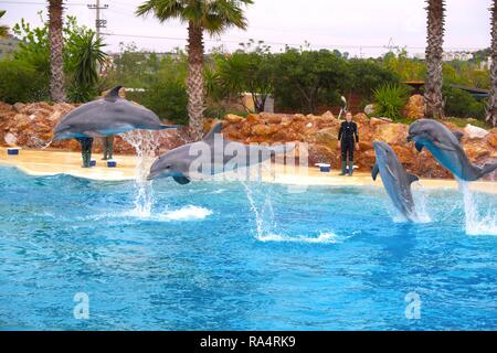 - Znany Butlonos zwyczajny tez Butlonos butelkonosy jako, Delfin Delfin, butlonosy albo Afalina - lac. Tursiops truncatus - w ogrodzie zoologicznym les grands dauphins communs, connu aussi sous le nom de Atlantic Banque D'Images