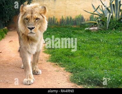 Lew angolanski - lac. Panthera leo bleyenberghi - dorosly zoologicznym samiec w ogrodzie homme célibataire Angola Lion, Panthera leo bleyenberghi, dans un jardin zoologique Banque D'Images