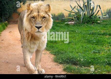 Lew angolanski - lac. Panthera leo bleyenberghi - dorosly zoologicznym samiec w ogrodzie homme célibataire Angola Lion, Panthera leo bleyenberghi, dans un jardin zoologique Banque D'Images