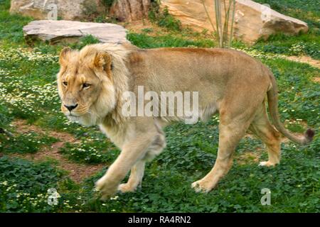 Lew angolanski - lac. Panthera leo bleyenberghi - dorosly zoologicznym samiec w ogrodzie homme célibataire Angola Lion, Panthera leo bleyenberghi, dans un jardin zoologique Banque D'Images