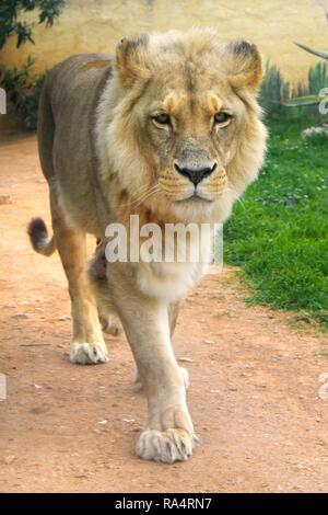 Lew angolanski - lac. Panthera leo bleyenberghi - dorosly zoologicznym samiec w ogrodzie homme célibataire Angola Lion, Panthera leo bleyenberghi, dans un jardin zoologique Banque D'Images