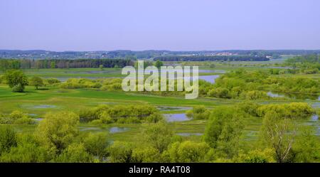 Vue panoramique sur les terres humides couvertes de début du printemps et de l'herbe verte en bois Narew River Wildlife Refuge dans le nord-est de la Pologne. Banque D'Images
