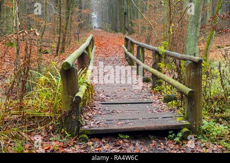 Paysage d'automne d'un bois brumeux et une passerelle en bois au-dessus des marécages en forêt Kabacki près de Varsovie, Pologne. Banque D'Images