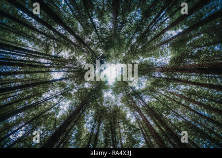 Arbres vert forêt en vue de dessous avec le bleu ciel obscurci par le feuillage de la cime des arbres. Concept Nature background Banque D'Images