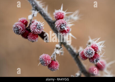 Close-up d'une branche avec des baies rouges en hiver rime avec Banque D'Images