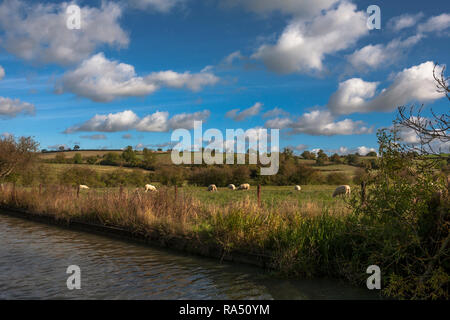 Pâturages à moutons près de Willoughby, North Oxford Canal, Warwickshire, Angleterre, Royaume-Uni (Wop) Banque D'Images