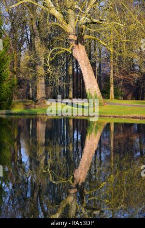 Paysage dans un parc en Allemagne au début du printemps, avec des arbres sans feuilles se reflétant dans un lac. Banque D'Images