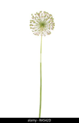 Fleur d'Allium isolé sur fond blanc Banque D'Images