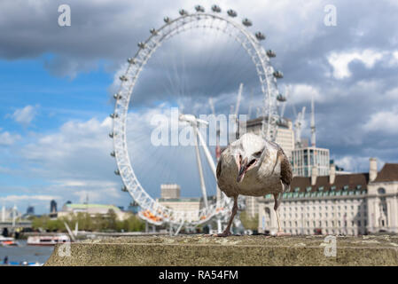 Mouette à la rivière Thames à London Banque D'Images