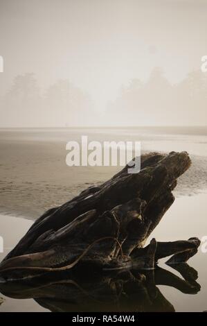 Driftwood altérés dans un bassin de marée de sable à Chesterman Beach, British Columbia, Canada Banque D'Images