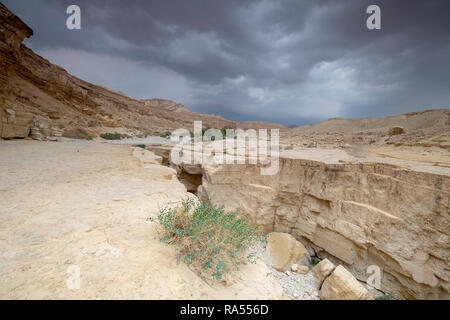 Une profonde gorge de la rivière à sec à découper dans le grès à sec par les eaux de crue. La seule eau qui s'écoule dans la mer Morte, Israël Banque D'Images