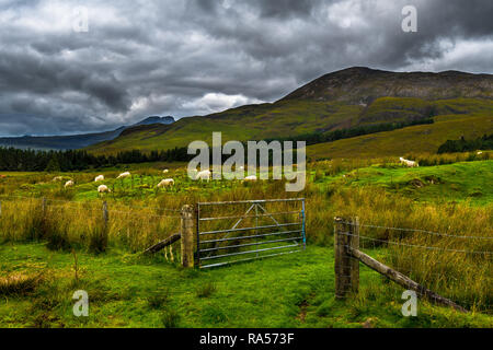 Ouvrir la porte de pâturage avec des moutons blancs dans le pittoresque paysage sur l'île de Skye en Ecosse Banque D'Images