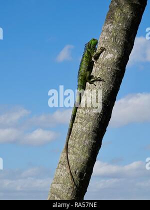 Iguane vert (Iguana iguana), une espèce envahissante qui a envahi certaines parties du sud de la Floride, au soleil sur un palmier à Miami, Floride, USA. Banque D'Images