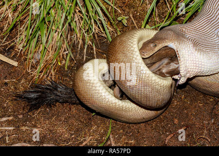 Python Olive se nourrit de Rock Wallaby Banque D'Images