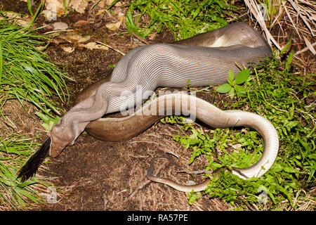 Python Olive se nourrit de Rock Wallaby Banque D'Images