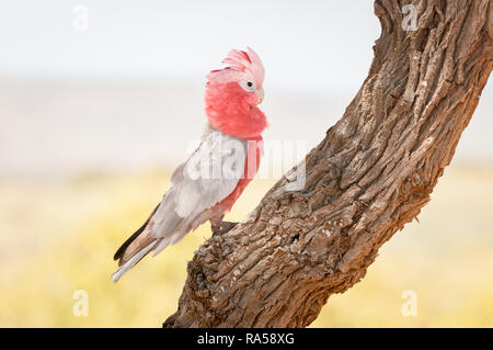 Le Cacatoès Rosalbin est une des plus abondantes espèces cacatoès en Australie. Banque D'Images