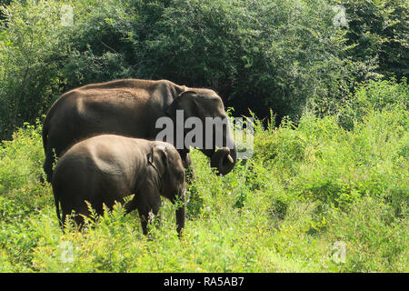 Les éléphants d'Asie à l'intérieur du parc national Udawalawe, vu lors d'un Safari. Le Sri Lanka. Tourné avec Canon G7. Banque D'Images