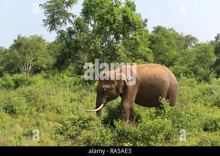 L'intérieur de l'éléphant asiatique mâle parc national Udawalawe, vu lors d'un Safari. Le Sri Lanka. Tourné avec Canon G7. Banque D'Images