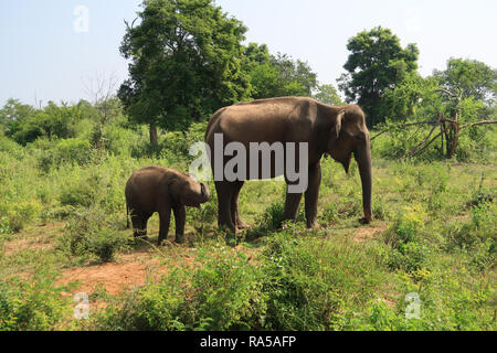 La famille de l'éléphant d'Asie à l'intérieur du parc national Udawalawe, vu lors d'un Safari. Le Sri Lanka. Tourné avec Canon G7. Banque D'Images