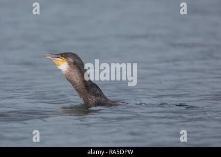 41059 erbeuteter Markrele, mit, Fisch, Beute, schluckt die grosse relative Beute komplett ab, Phalacrocorax carbo, Grand cormoran, great black corm Banque D'Images