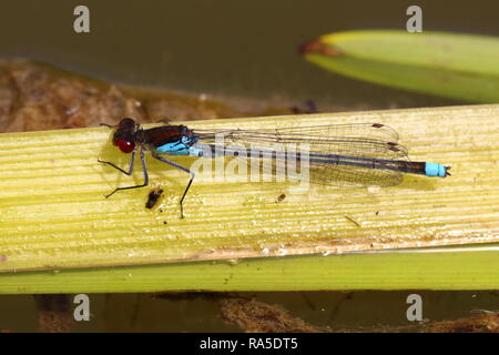 Demoiselle aux yeux rouges mâles Banque D'Images