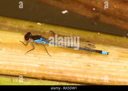 Demoiselle aux yeux rouges mâles Banque D'Images